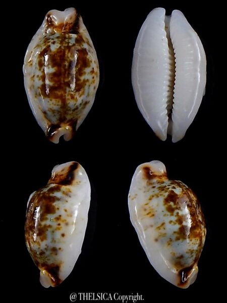 Bistolida hirundo rouxi N&R 21,7 mm Gem-0