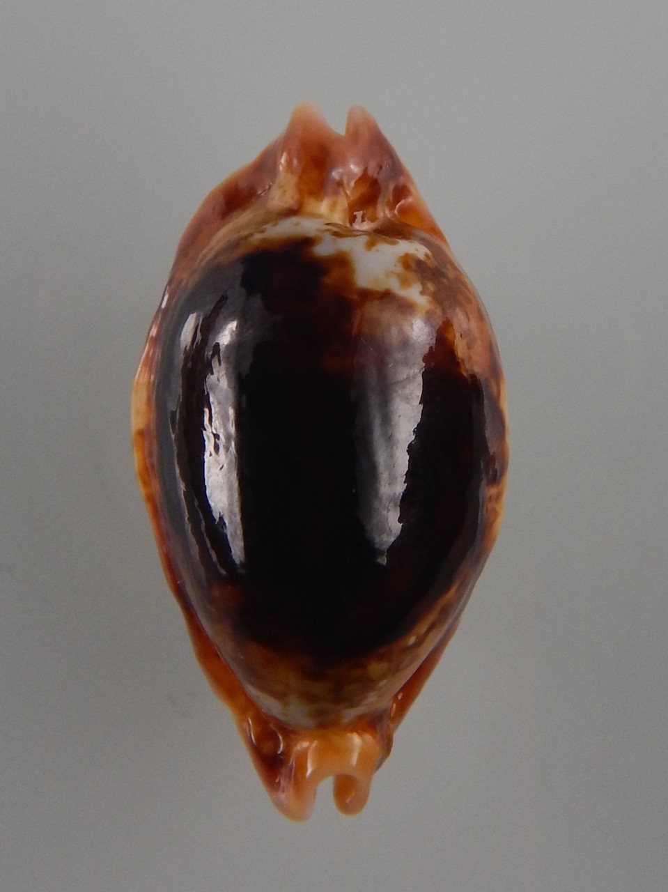 Bistolida stolida crossei N&R 38,5 mm Gem-30952