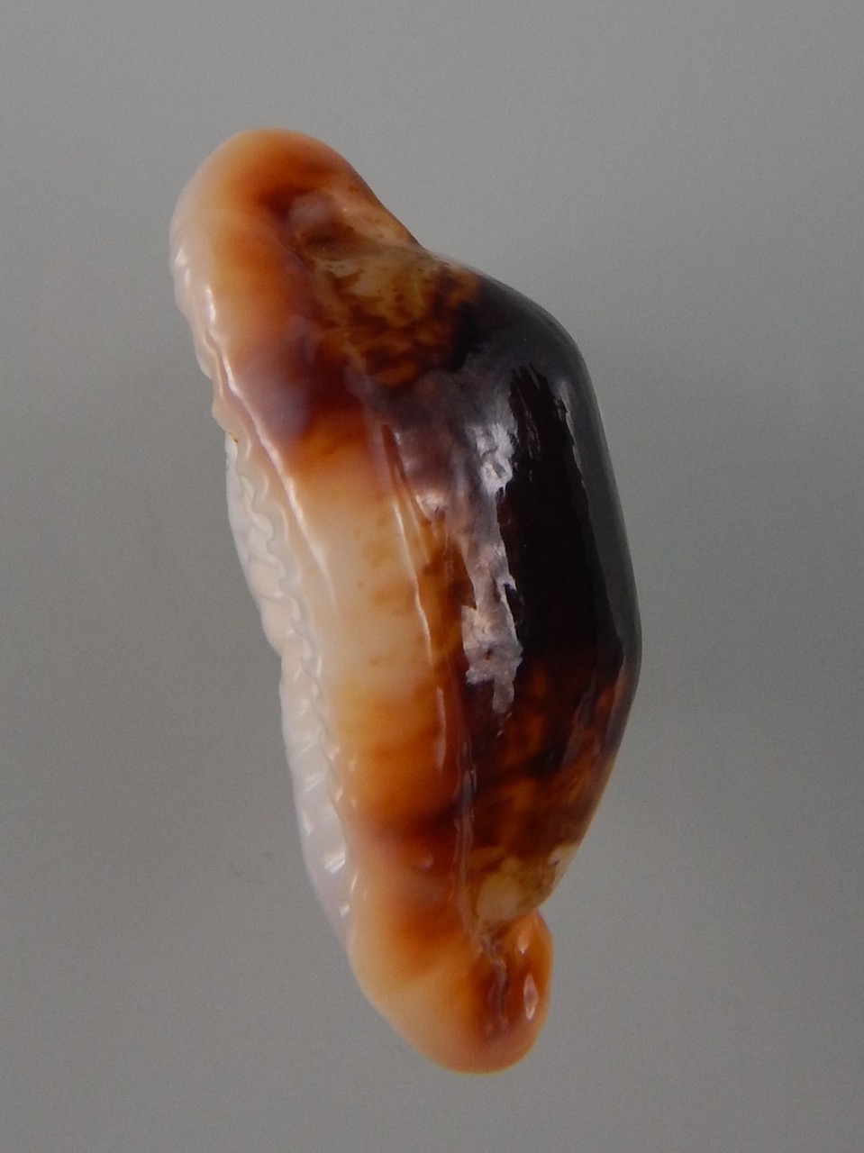 Bistolida stolida crossei N&R 38,5 mm Gem-30955