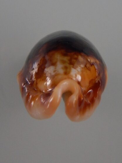 Bistolida stolida crossei N&R 38,5 mm Gem-30954