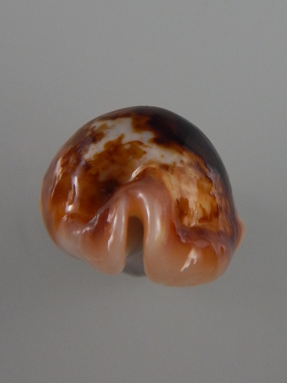 Bistolida stolida crossei N&R 38,5 mm Gem-30951