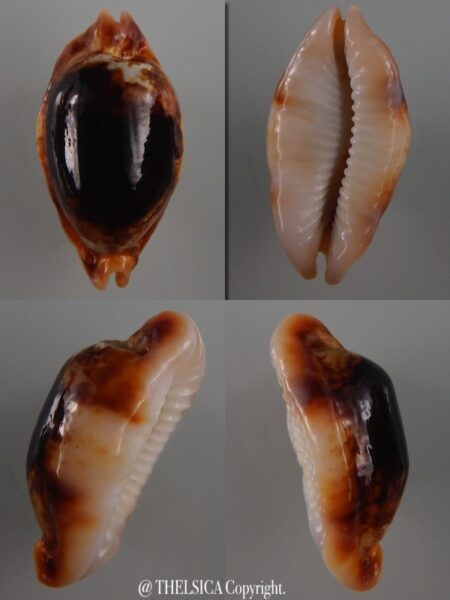 Bistolida stolida crossei N&R 38,5 mm Gem-0