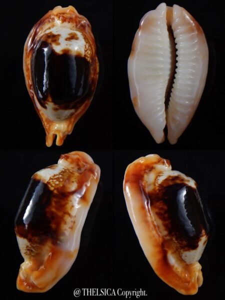 Bistolida stolida crossei N&R 42,3 mm F+++/Gem-0
