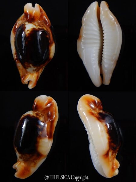 Bistolida stolida crossei N&R 43,2 mm F+++/Gem-0