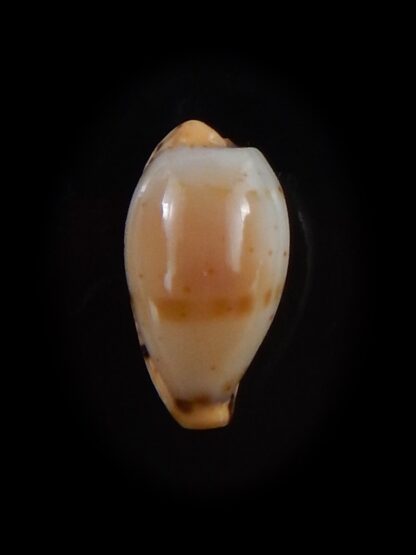 Palmulacypraea musumea 16,9 mm Gem Gem-30014