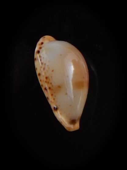 Palmulacypraea musumea 16,9 mm Gem Gem-30016