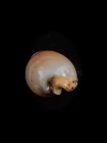 Palmulacypraea musumea 16,9 mm Gem Gem-30017