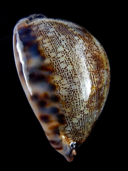 Mauritia asiatica gibba 73,3 mm Gem-30186