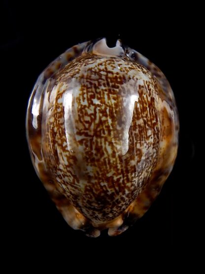 Mauritia asiatica gibba 52,5 mm Gem (-)-30141