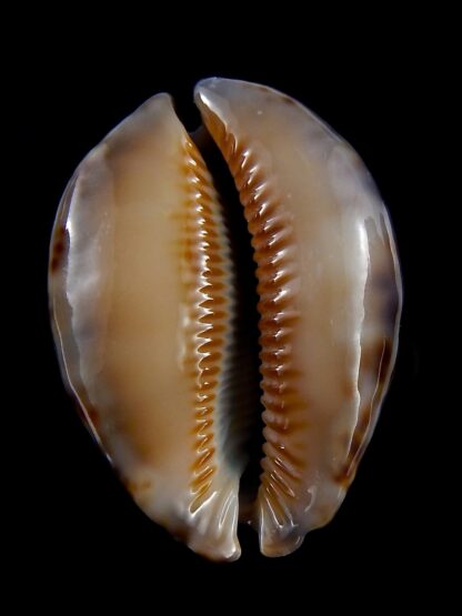 Mauritia asiatica gibba 52,5 mm Gem (-)-30143