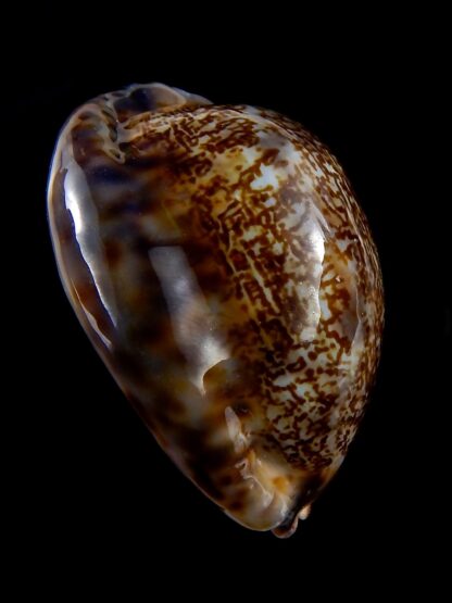 Mauritia asiatica gibba 52,5 mm Gem (-)-30144