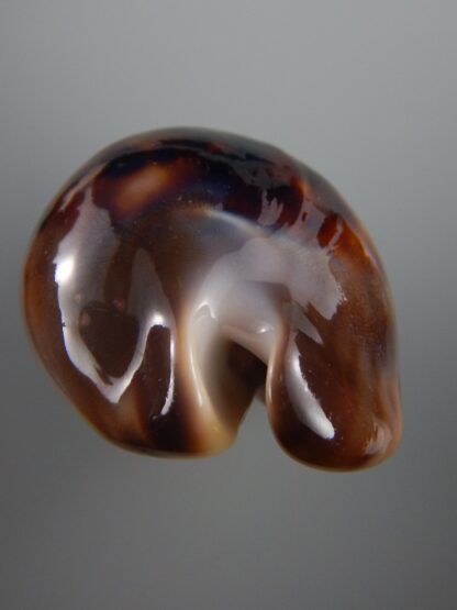 Zoila venusta sorrentensis 63,4 mm F+++-30262