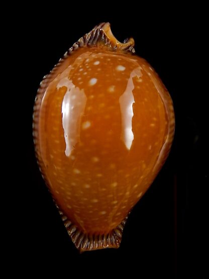 Perisserosa guttata surinensis bengalensis 58,5 mm Gem+++-30370