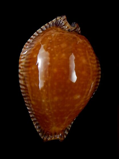 Perisserosa guttata surinensis bengalensis 50,2 mm Gem+++-30300