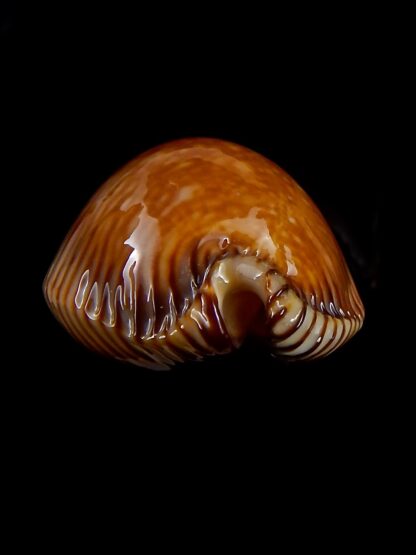 Perisserosa guttata surinensis bengalensis 50,2 mm Gem+++-30305