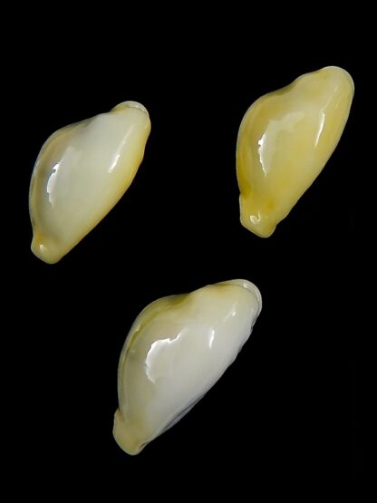 Monetaria moneta 22,5 / 22,7 / 24,7 mm Gem-30457