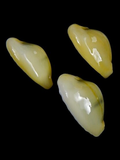 Monetaria moneta 22,5 / 22,7 / 24,7 mm Gem-30459