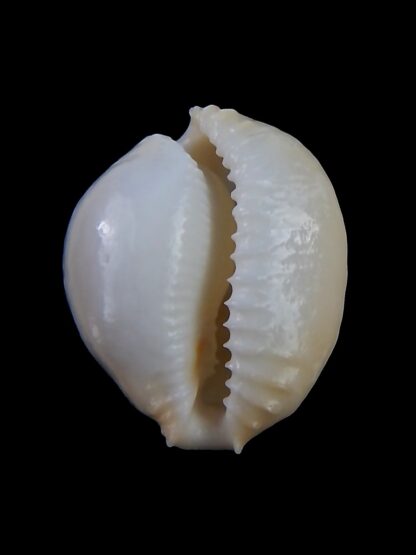 Cypraeovula cruickshanki 30,1 mm Gem-30634