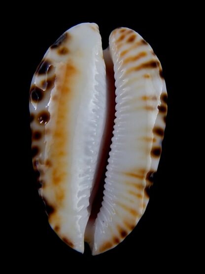 Zoila marginata bataviensis... TOP COLOUR ... 51 mm Gem-30647