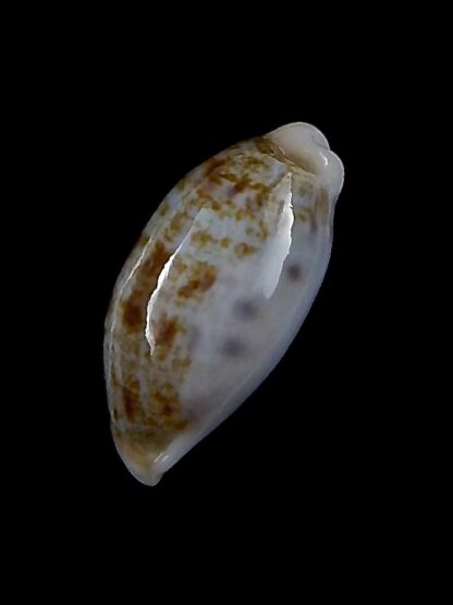 Talostolida pellucens 26,2 mm Gem-30815