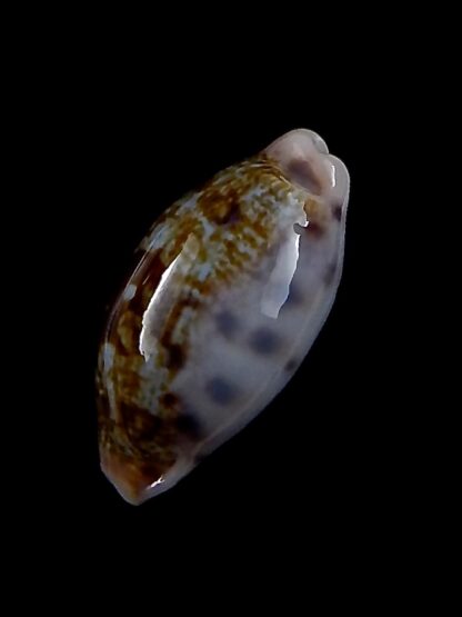 Talostolida pellucens 26,9 mm Gem-30824