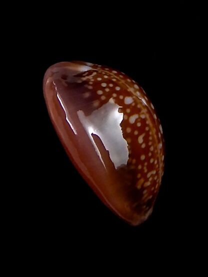 Naria englerti 24,3 mm Gem-30750