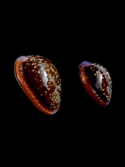 Naria helvola argella 22,4 / 16,9 mm Gem-30797