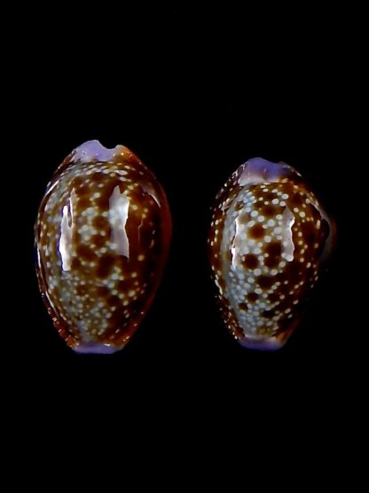 Naria helvola argella 21,4 / 19,3 mm Gem-30783