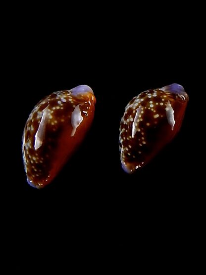 Naria helvola argella 21,4 / 19,3 mm Gem-30784