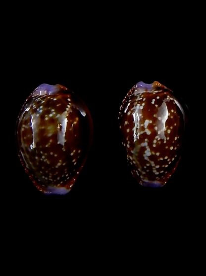 Naria helvola argella 19,5 / 18,3 mm Gem-30775