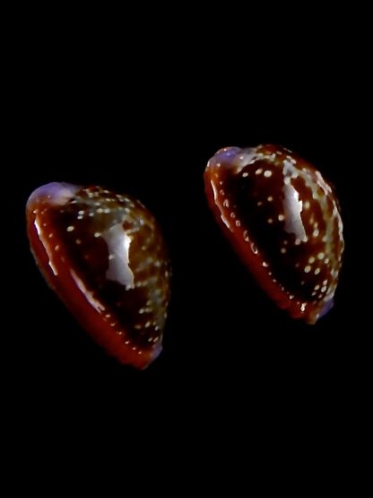 Naria helvola argella 19,5 / 18,3 mm Gem-30776