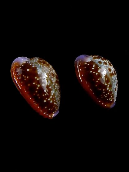 Naria helvola argella 21,4 / 19,3 mm Gem-30785