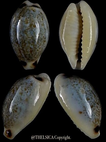 Eclogavena quadrimaculata thielei 16,7 mm Gem-0