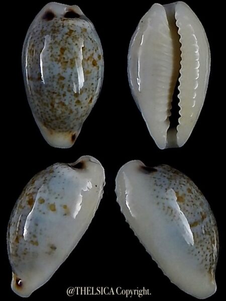 Eclogavena quadrimaculata thielei 18,5 mm Gem-0