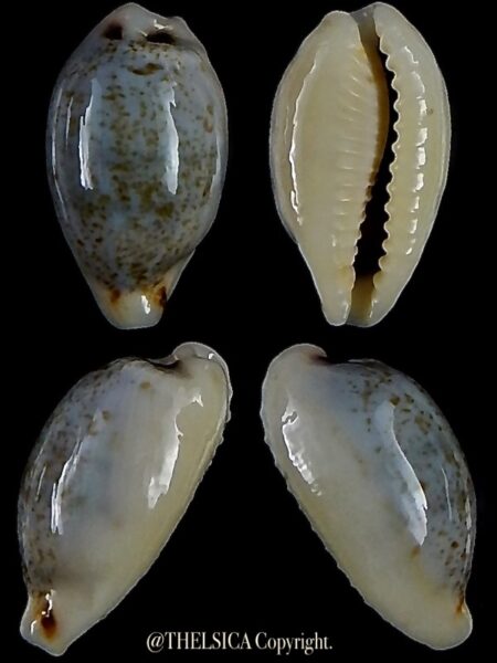 Eclogavena quadrimaculata thielei 18,6 mm Gem-0
