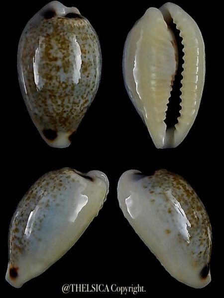 Eclogavena quadrimaculata thielei 20,1 mm Gem-0
