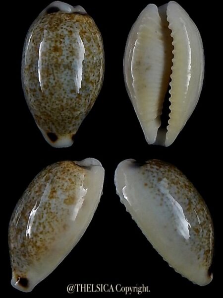 Eclogavena quadrimaculata thielei 22,9 mm Gem-0