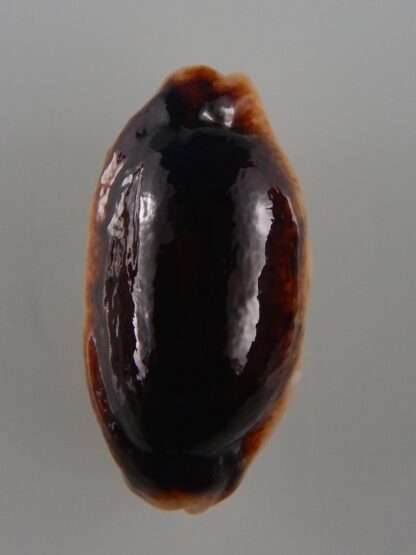 Erronea caurica longior N&R 43,7 mm Gem-30967