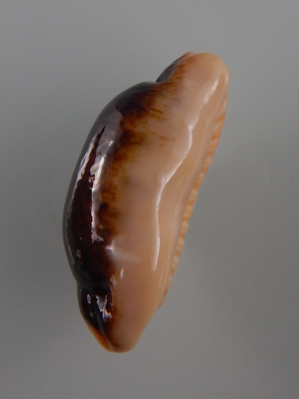 Erronea caurica longior N&R 43,7 mm Gem-30969