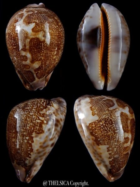 Leporicypraea mappa admirabilis 69 mm Gem-0