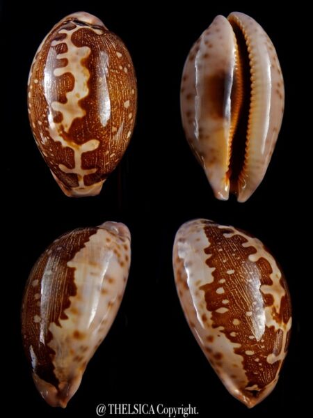 Leporicypraea mappa viridis montrouzieri 66,7 mm Gem-0