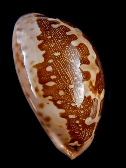 Leporicypraea mappa viridis montrouzieri 66,7 mm Gem-30995