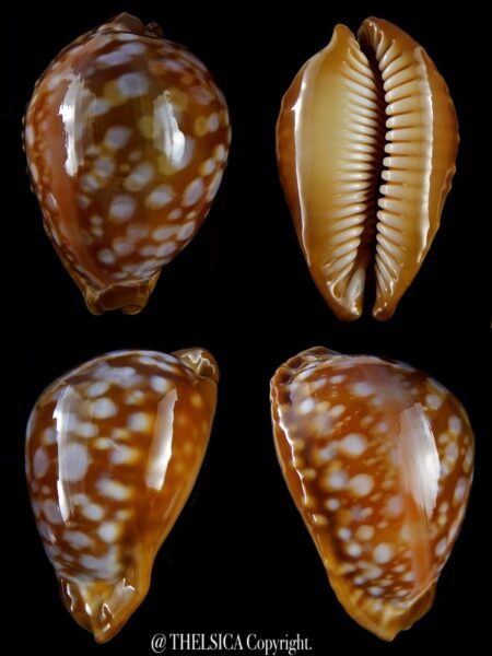 Lyncina leucodon angioyna 80,6 mm Gem-0
