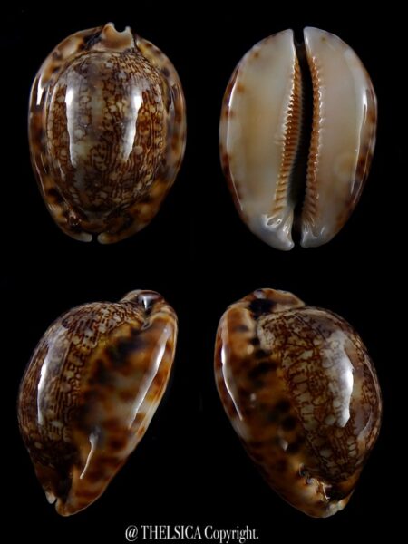Mauritia asiatica gibba 51,6 mm F+++/Gem-0