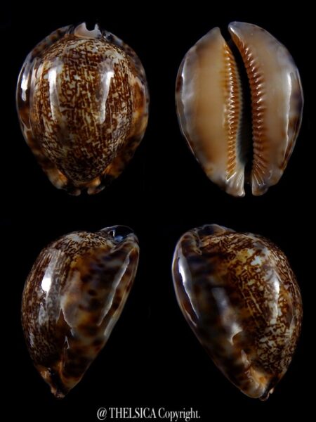 Mauritia asiatica gibba 52,5 mm Gem (-)-0