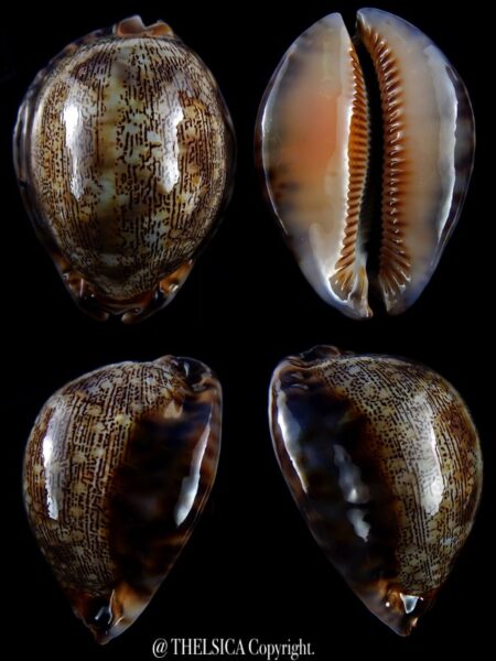 Mauritia asiatica gibba 65,7 mm Gem-0