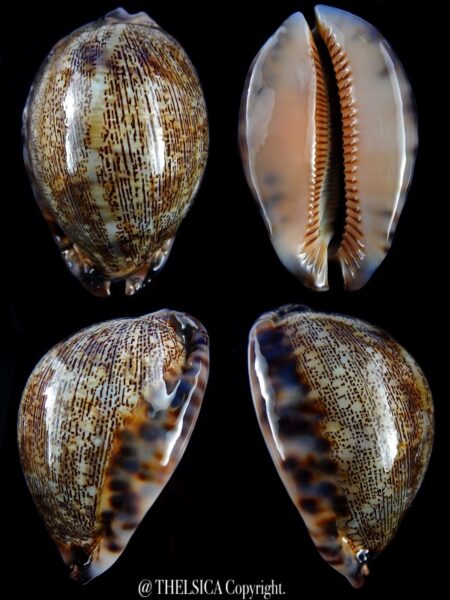 Mauritia asiatica gibba 73,3 mm Gem-0