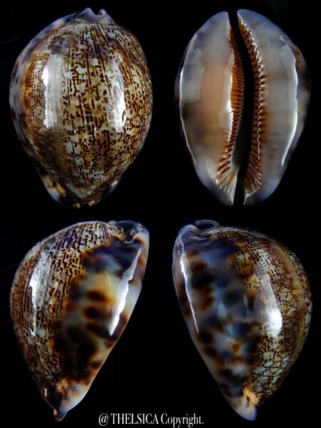 Mauritia asiatica gibba 74 mm Gem (-)-0