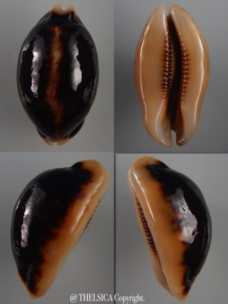 Mauritia eglantina N&R 52,6 mm Gem-0