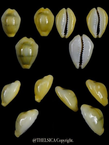 Monetaria moneta 22,5 / 22,7 / 24,7 mm Gem-0